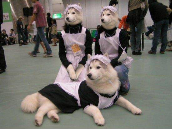 Maids for hire