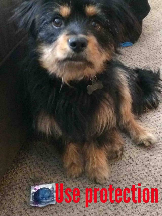 just chilling at my girlfriends house when her puppy comes up and drops this at my feet as if to say 