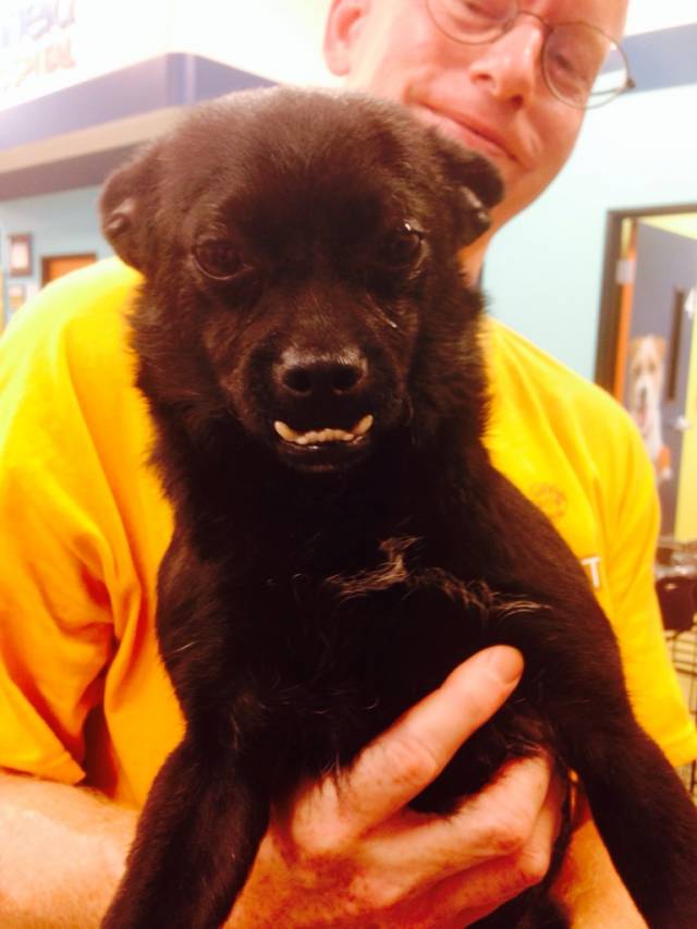 Adopt this tiny baby werewolf.....