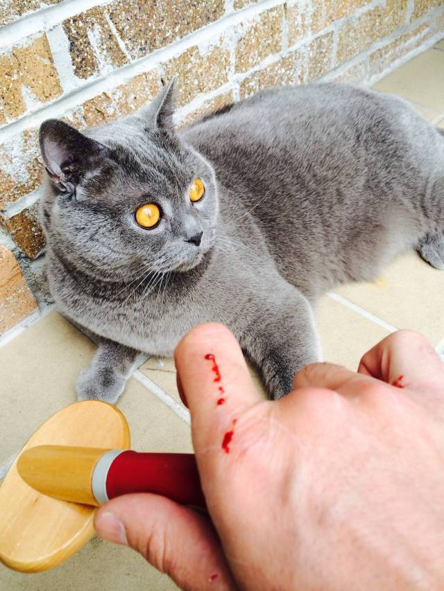 Brush the cat my girlfriend said, it'll be fun she said.