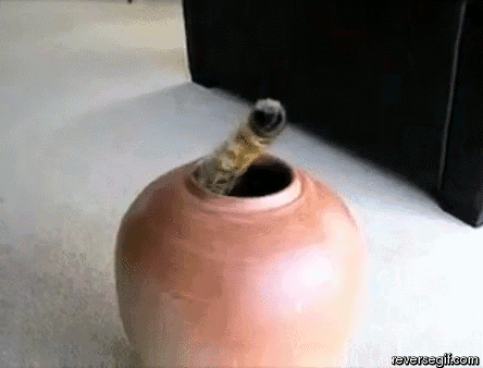 Reversed Gif