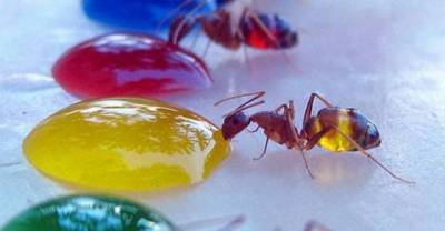 That Happens To Ants When They Drink Colored Water, It's Mind Blowing ...