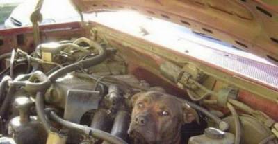 The most hilarious car themed pictures
