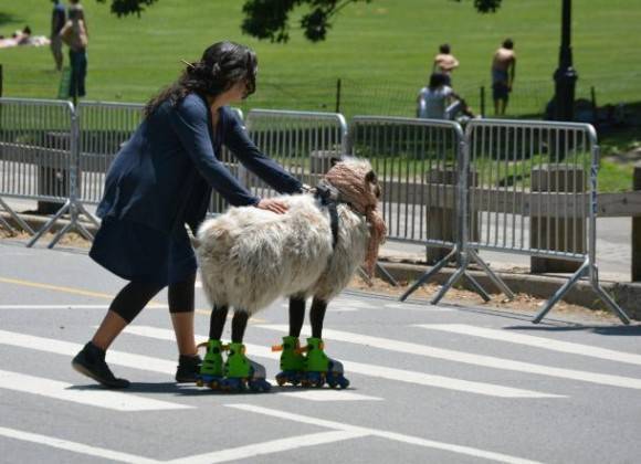 Just a sheep on roller skates in Central Park