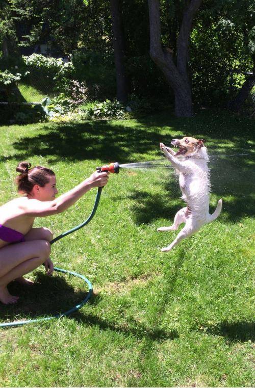 My girlfriend’s jack russell terrier has a slight obsession with the hose...