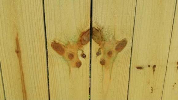 We just had a new fence put up and I noticed this...chihuahuas...