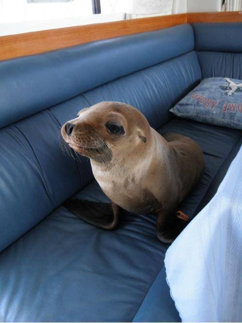 This little guy jumped onto our boat strolled into the cabin and made himself at home on the couch