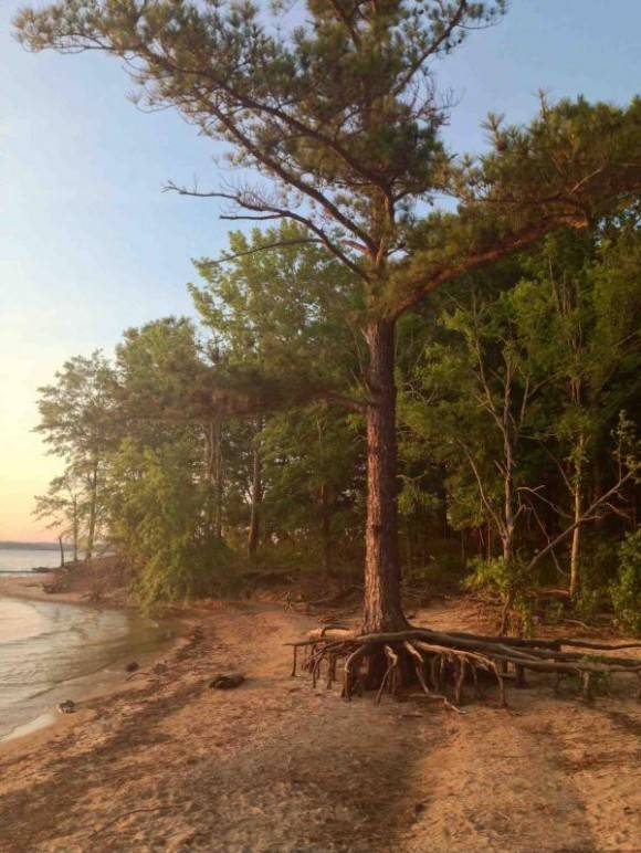 I caught a picture this tree trying to crawl into the water