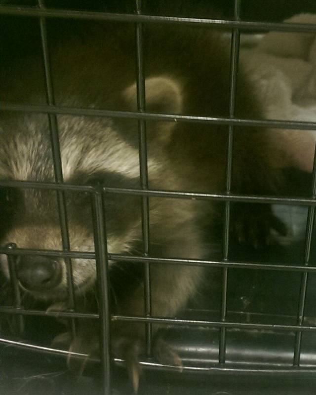 An elderly woman brought a stray 