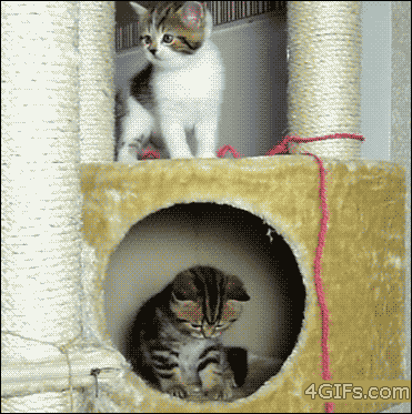Flappy cat