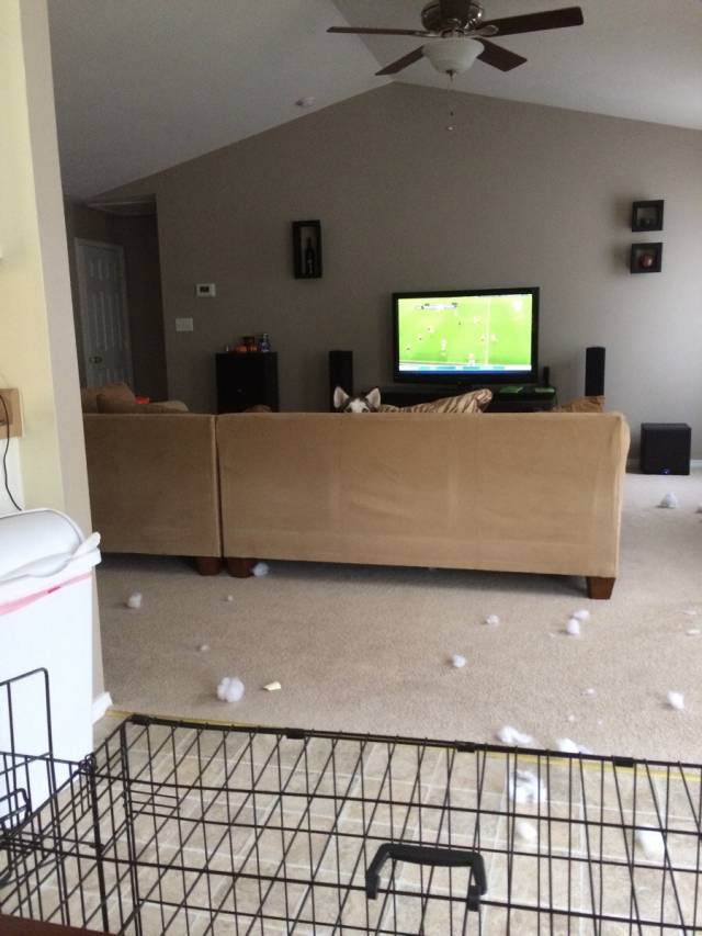 I have absolutely no idea who shredded the cushion.