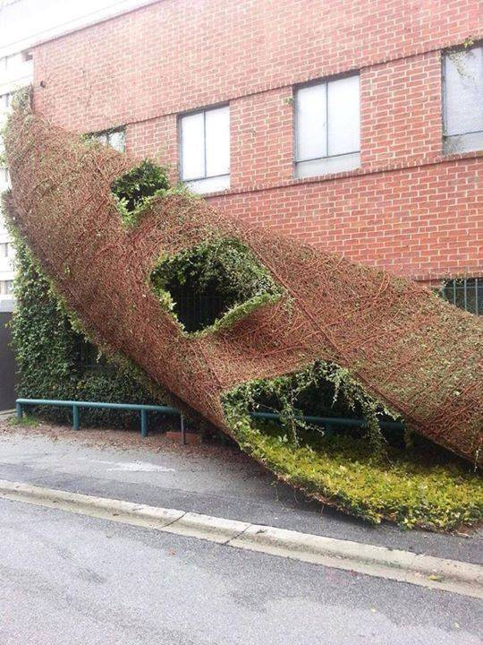 Clinging ivy? Ain't no thing...