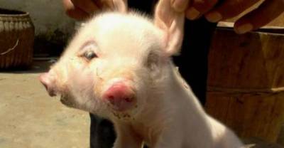 15 Bizarre Animal Mutations