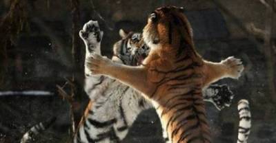 Animals Who Have the &ldquo;Come at me bro&rdquo; Nailed