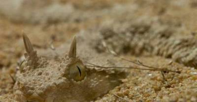 15 Unbelievable Animal Camouflages