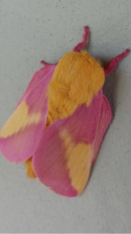 Saw this hairy little guy at work today. Not sure which species he is, but he sure is fabulous.