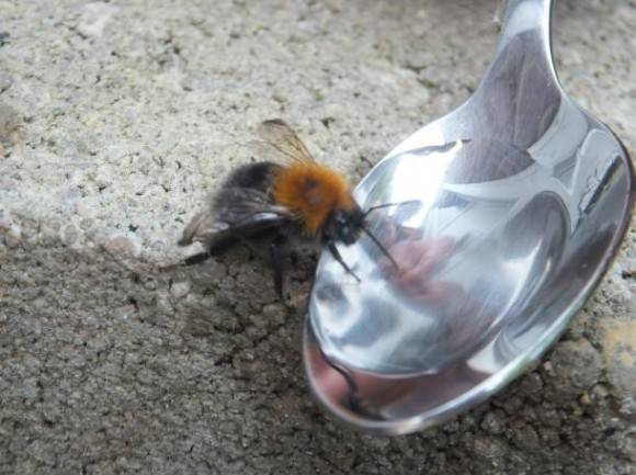 Summer is coming. If you see a bee on the floor still, it may not be dead, it may be exhausted and need of a drink. Melt some sugar in water to help it.