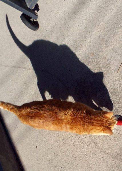The rat in the cat