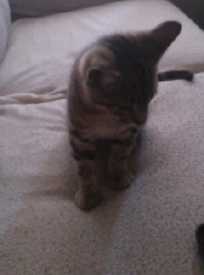 My new kitten dislikes obscene gestures.
