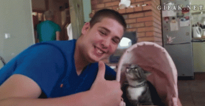 Cats going crazy and attacking their owners and pets
