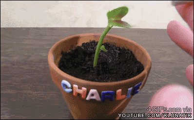 This plant