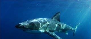 Something Ate This Great White Shark... But What?