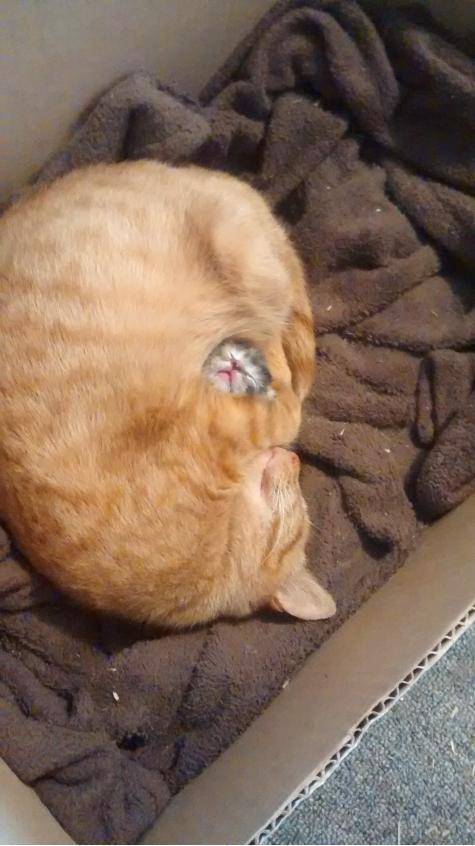 My cat guarding her first and only baby