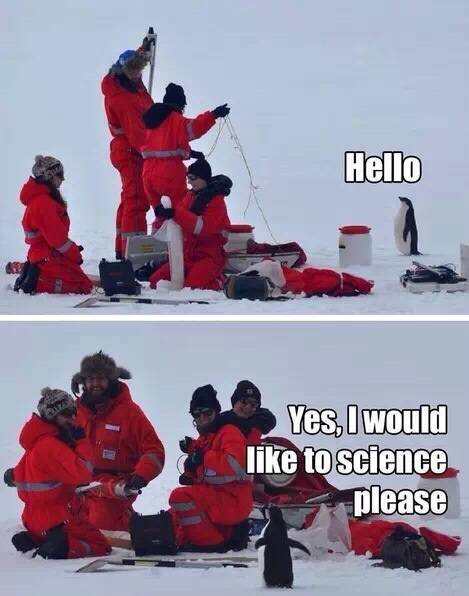 I love penguins