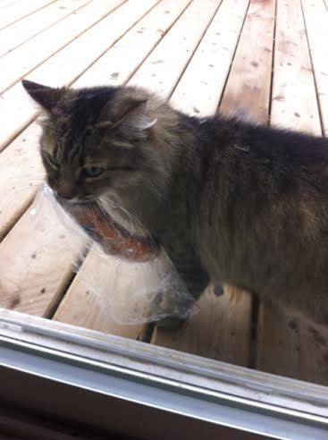 My cat stole my neighbors lunch off of his front step and brought it back to me as if it were wild game