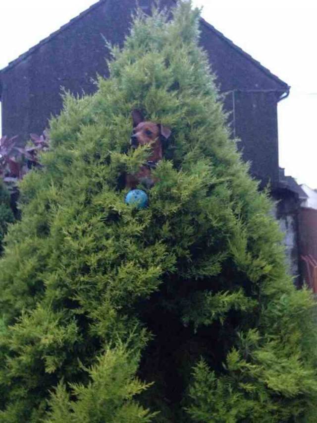 Threw Lucy's ball into the tree by accident, turned around and seen her like this.