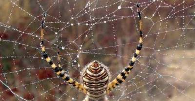 Who Wins? Spider vs. Mantis..
