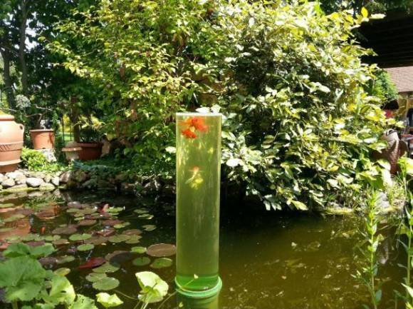 Watch tower for goldfish