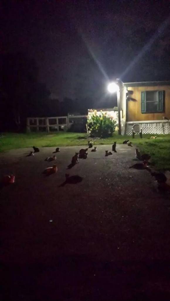 Can someone explain what’s going on outside my house?
