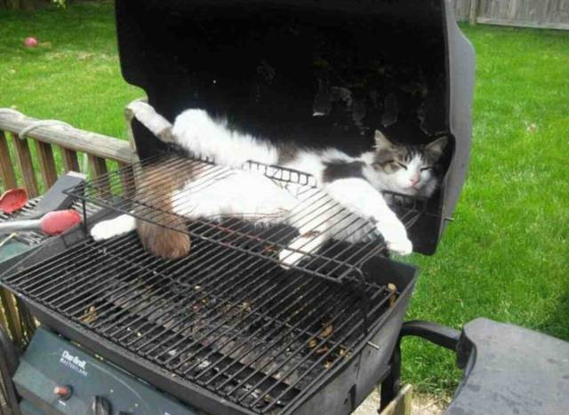 If it fits I sits