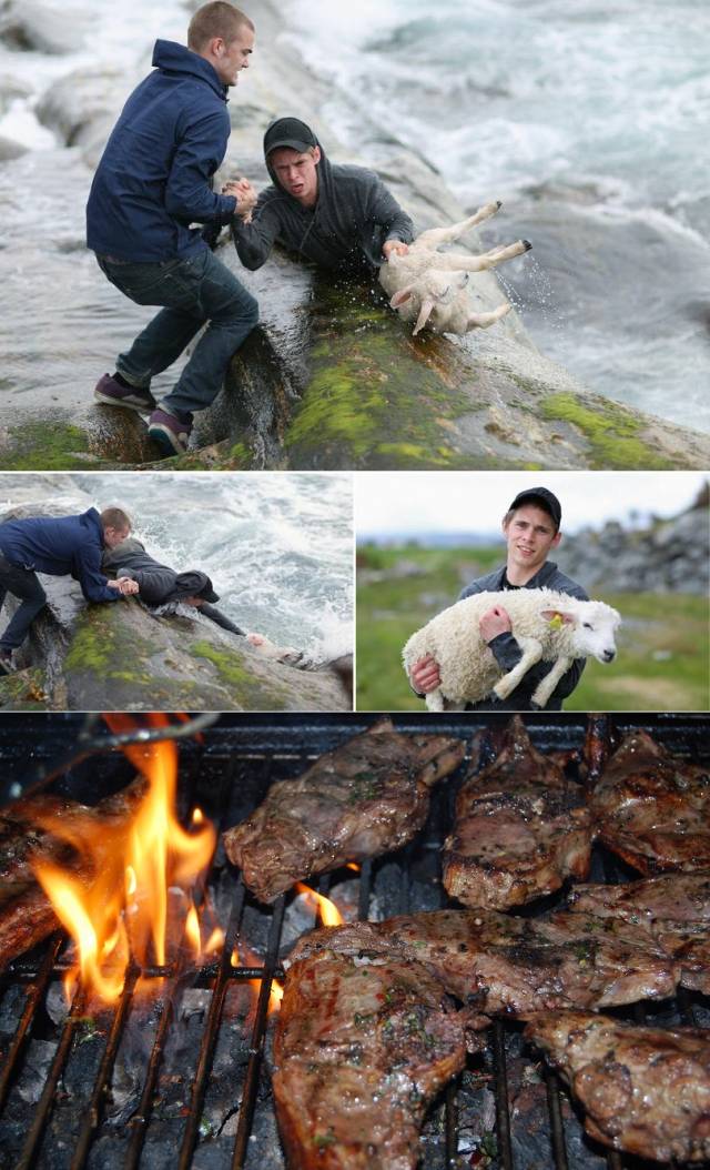 Saving a lamb requires true dedication