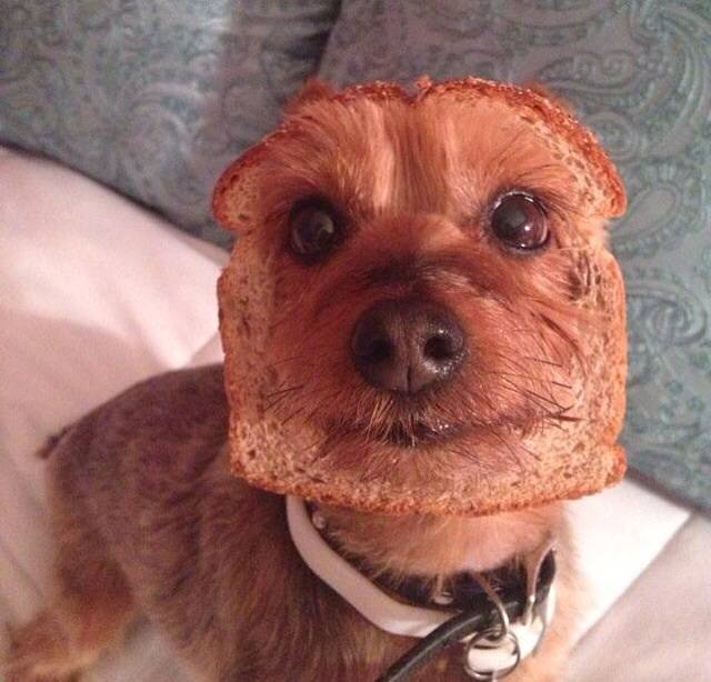 Pure bread