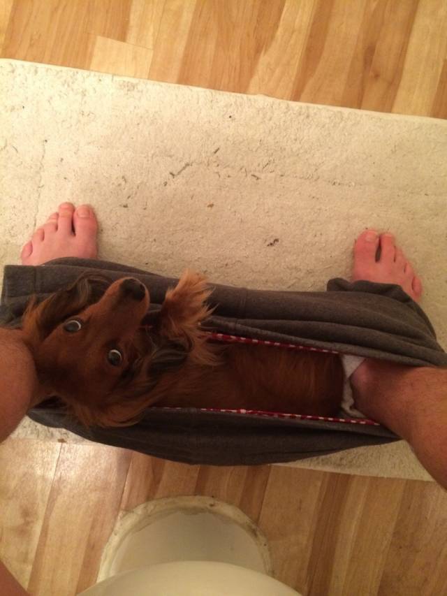 My dachshund sits here every morning while I sit on the toilet...