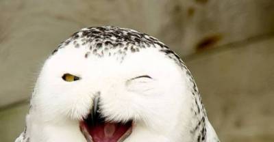 These smiling and happy faces of cute animals are sure to brighten up your day