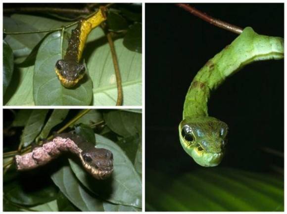 This is a caterpillar, not snake.