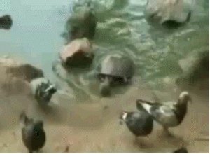 Turtle Assassin