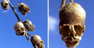 Beautiful flowers that are deceiving (illusions)