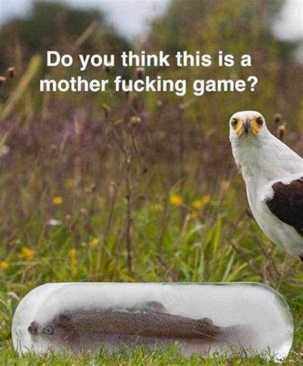 What the hell, man