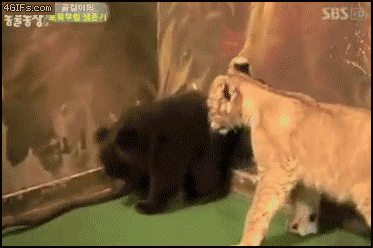 Holy sh*t it's a Lion!!