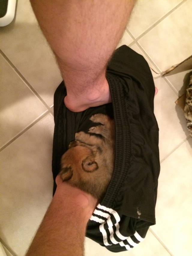 Girlfriend got a puppy. I know how this feels now...
