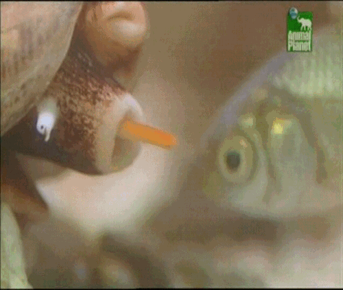 Fish gets eaten