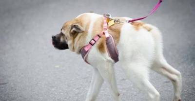 This inspirational story of a dog with birth defects finds a loving home and lives peacefully