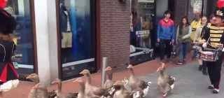 Geese marching band.