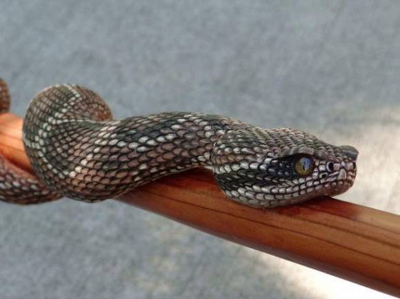 This is a carved walking stick