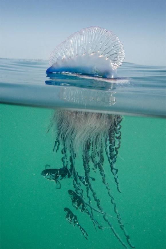 Portuguese Man-of-War
