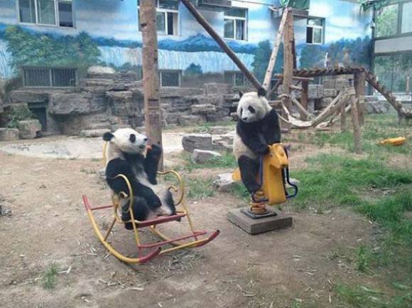 I’m fairly certain pandas are just an extremely elaborate hoax